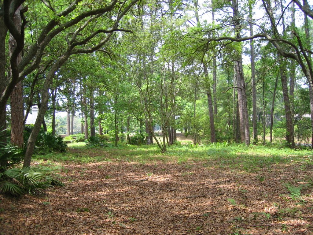 And more of the vegetation